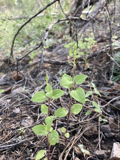 Carminatia tenuiflora, photographed by Cecelia Alexander