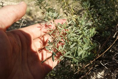 Chamaecytisus austriacus, photographed by Aleksei Baushev