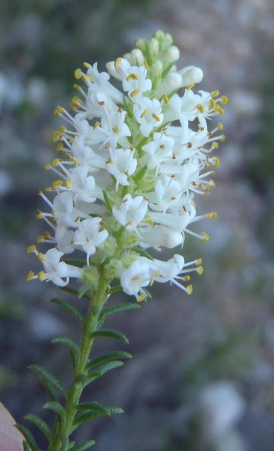 Selago eckloniana, photographed by Nicola van Berkel