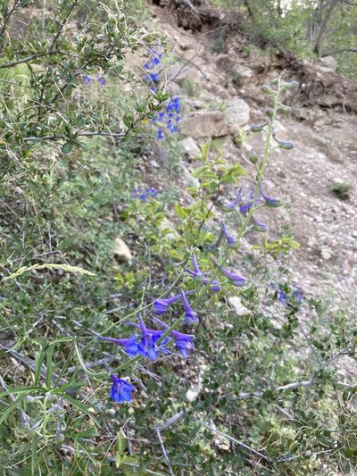 Delphinium scopulorum, photographed by Cecelia Alexander