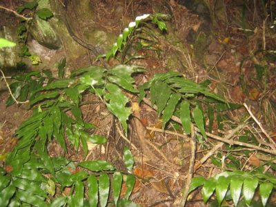 Asplenium gemmiferum, photographed by Di Turner