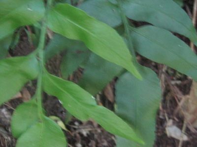 Asplenium gemmiferum, photographed by Di Turner