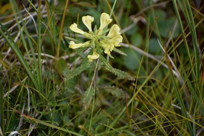 Pedicularis labradorica, photographed by Syd Cannings