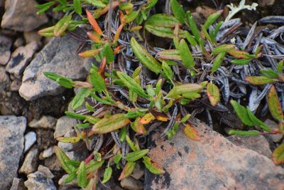 Dryas integrifolia, photographed by Syd Cannings