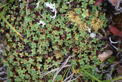 Saxifraga oppositifolia, photographed by Syd Cannings