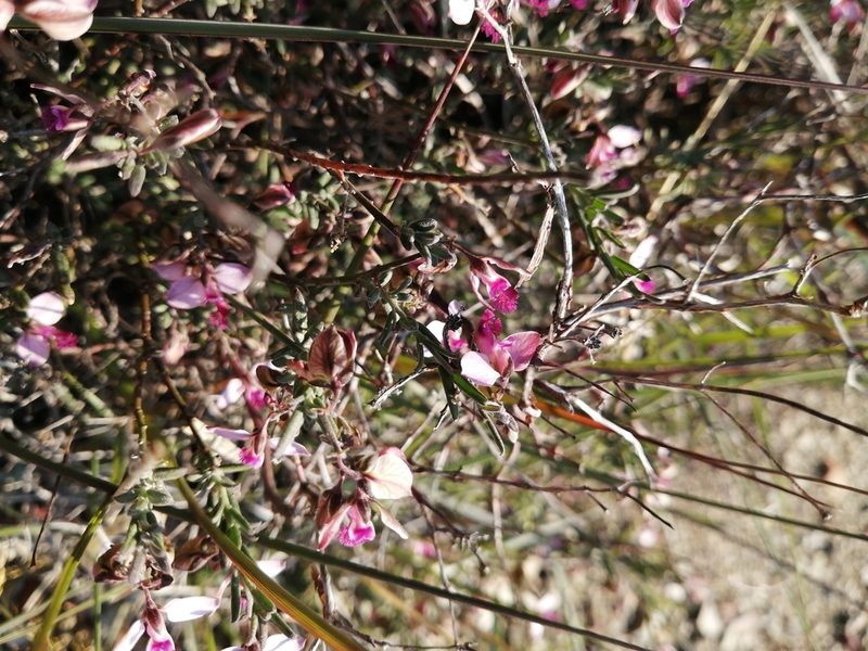 Polygala affinis, photographed by Danie Palm