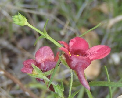 Diascia patens, photographed by Nicola van Berkel