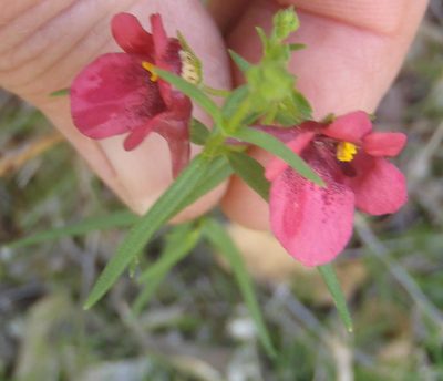 Diascia patens, photographed by Nicola van Berkel