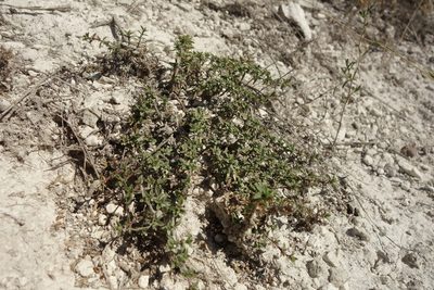 Thymus calcareus, photographed by Aleksei Baushev
