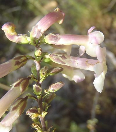Freylinia densiflora, photographed by Nicola van Berkel