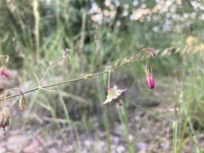 Mirabilis coccinea, photographed by Cecelia Alexander