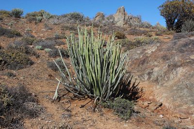 Euphorbia dregeana, photographed by Tony Rebelo