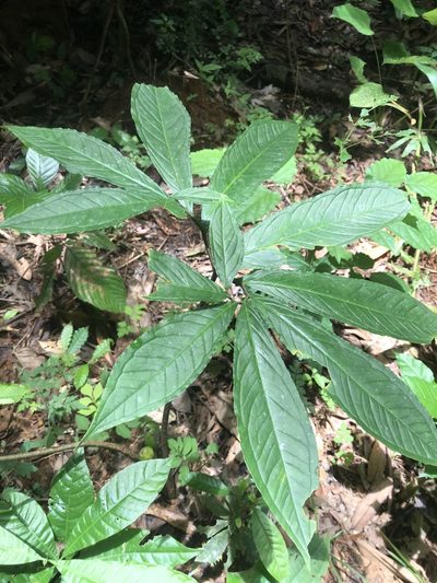 Xanthosoma helleborifolium, photographed by fern Wildtruth