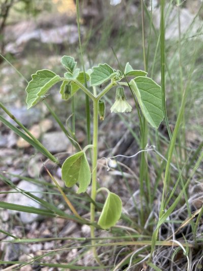 Physalis neomexicana, photographed by Cecelia Alexander