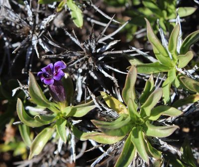 Aptosimum viscosum, photographed by Tony Rebelo