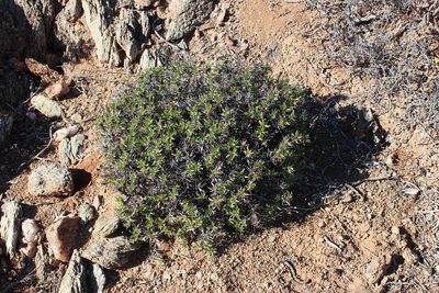 Aptosimum viscosum, photographed by Tony Rebelo
