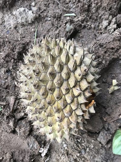 Annona purpurea, photographed by fern Wildtruth