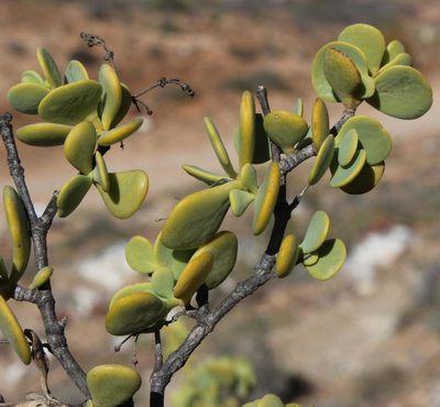 Zygophyllum prismatocarpum, photographed by Tony Rebelo