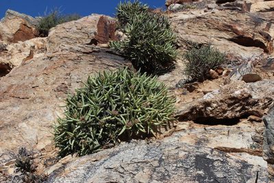 Crassula macowaniana, photographed by Tony Rebelo