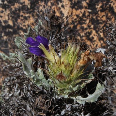 Acanthopsis ludoviciana, photographed by Tony Rebelo