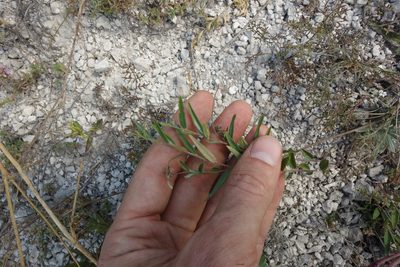 Polygala sibirica, photographed by Aleksei Baushev