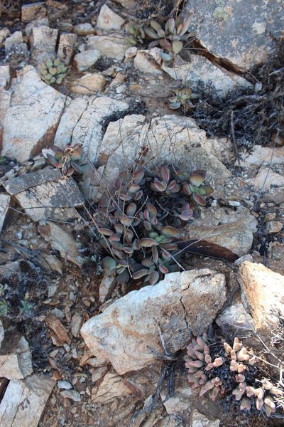 Crassula sericea, photographed by Tony Rebelo