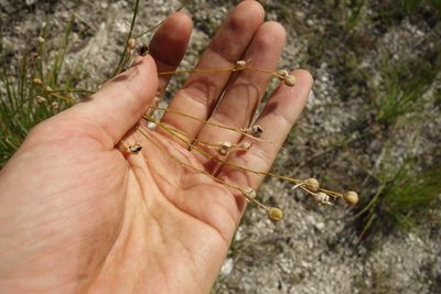 Anthericum ramosum, photographed by Aleksei Baushev