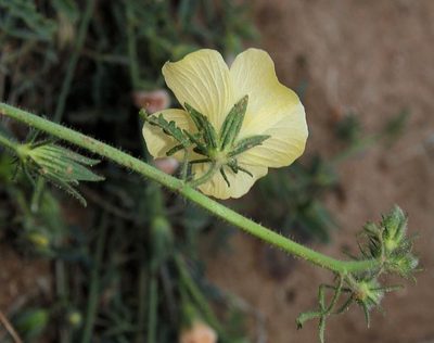 Hibiscus palmatus, photographed by Wynand Uys