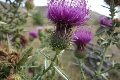 Cirsium serrulatum, photographed by Aleksei Baushev