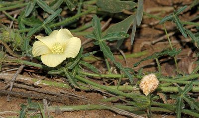 Hibiscus palmatus, photographed by Wynand Uys