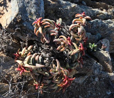 Crassula fusca, photographed by Tony Rebelo