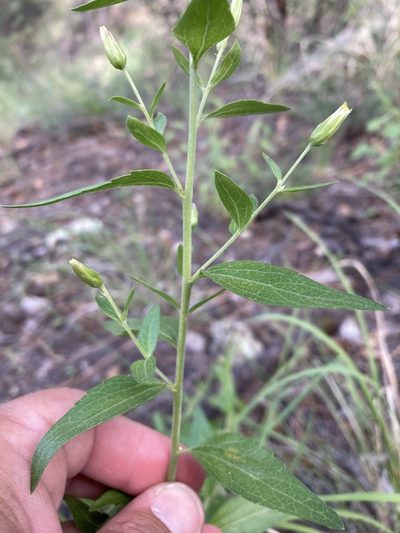 Brickellia brachyphylla, photographed by Cecelia Alexander