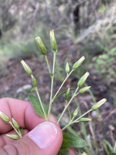 Brickellia brachyphylla, photographed by Cecelia Alexander