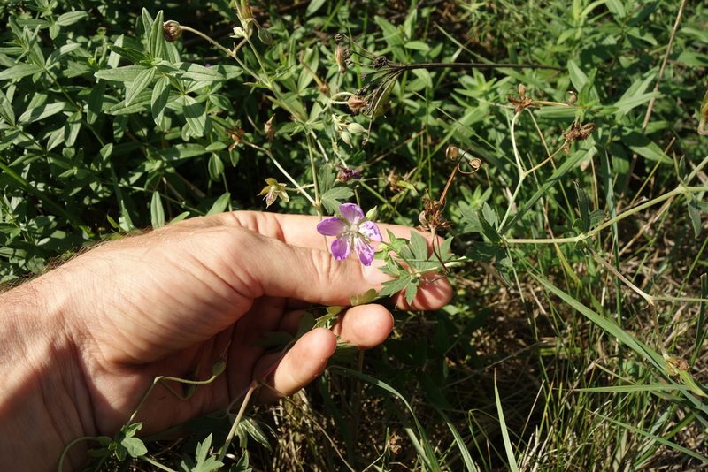 Geranium collinum, photographed by Aleksei Baushev
