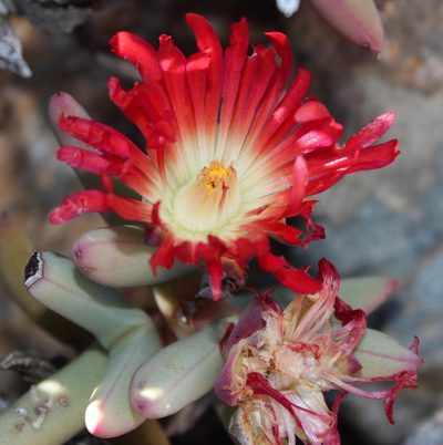 Astridia longifolia, photographed by Tony Rebelo