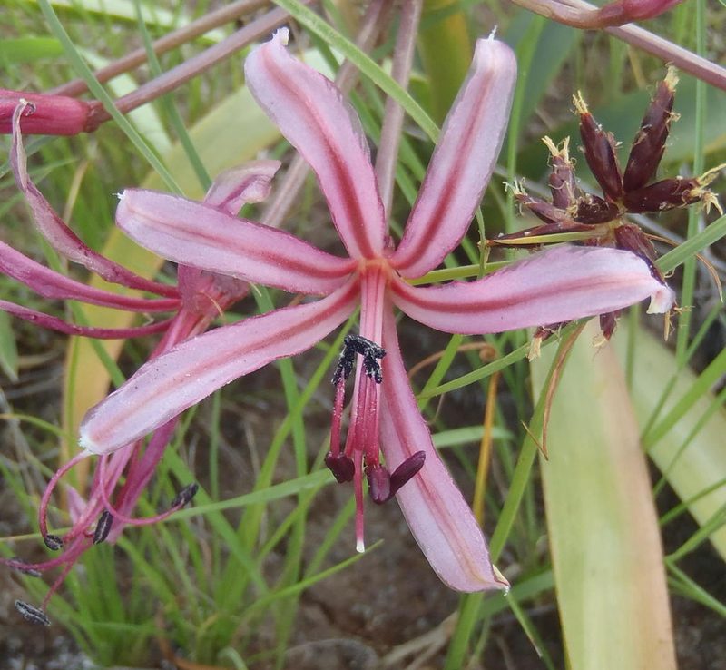 Nerine laticoma, photographed by Nicola van Berkel