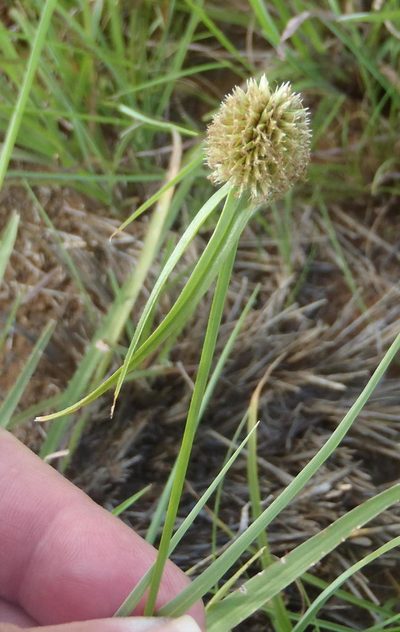 Cyperus alatus, photographed by Nicola van Berkel