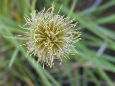 Cyperus alatus, photographed by Nicola van Berkel