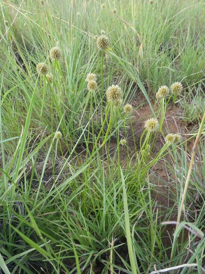 Cyperus alatus, photographed by Nicola van Berkel