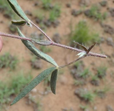 Argyrolobium pauciflorum, photographed by Nicola van Berkel