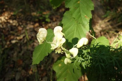 Aconitum anthora, photographed by Aleksei Baushev