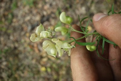 Aconitum anthora, photographed by Aleksei Baushev