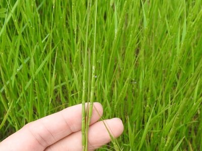 Aegilops cylindrica, photographed by Sam Kieschnick