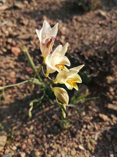 Freesia refracta, photographed by Danie Palm