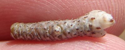 Anacampseros ustulata, photographed by Nicola van Berkel