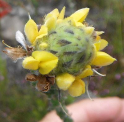 Aspalathus sericea, photographed by linkie