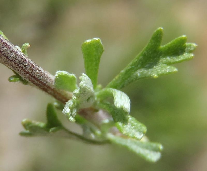 Pentzia quinquefida, photographed by Nicola van Berkel