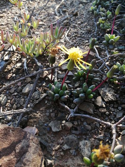 Senecio abbreviatus, photographed by Danie Palm