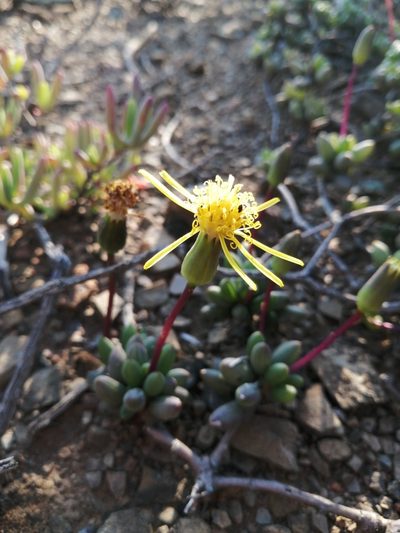 Senecio abbreviatus, photographed by Danie Palm