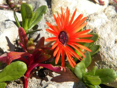 Cleretum bellidiforme, photographed by Tim Kirsten